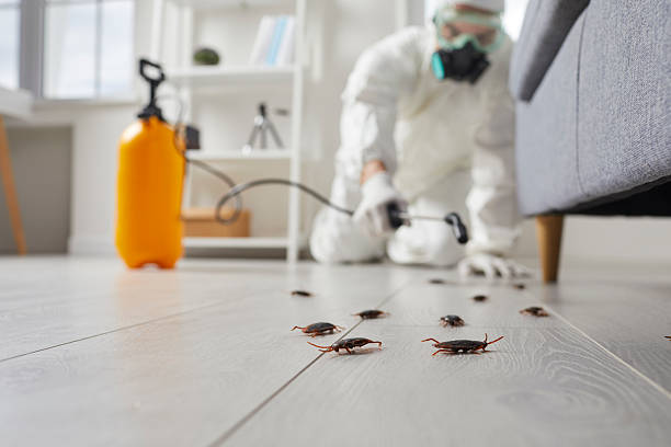 Trusted Termite Control service in South Charleston, WV - Nex Pest Control